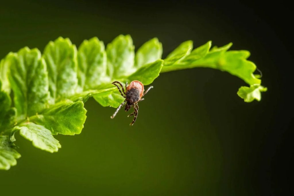 Ak sa chcete zbaviť kliešťov vo vašej záhrade, nesadte tieto 4 rastliny
