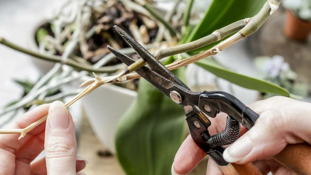 Jeden jednoduchý trik v lete, aby vaša orchidea opäť rozkvitla