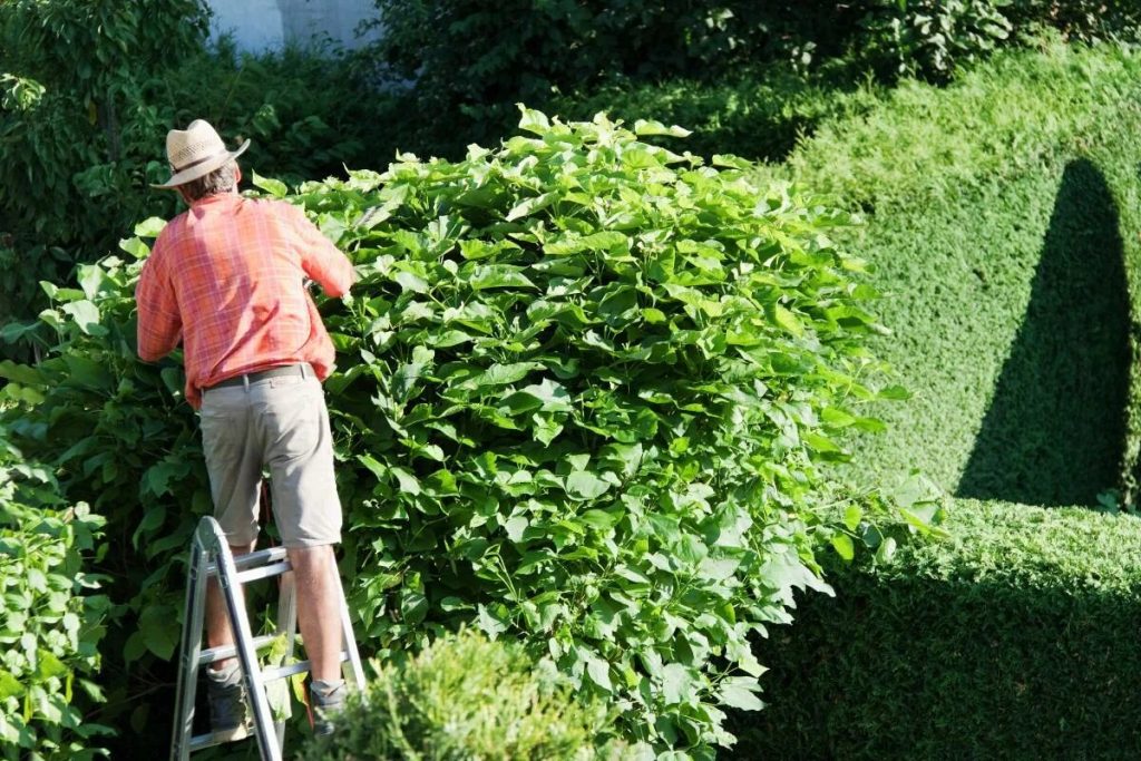 Je čas strihať živé ploty: náš podrobný návod, ako na to správne