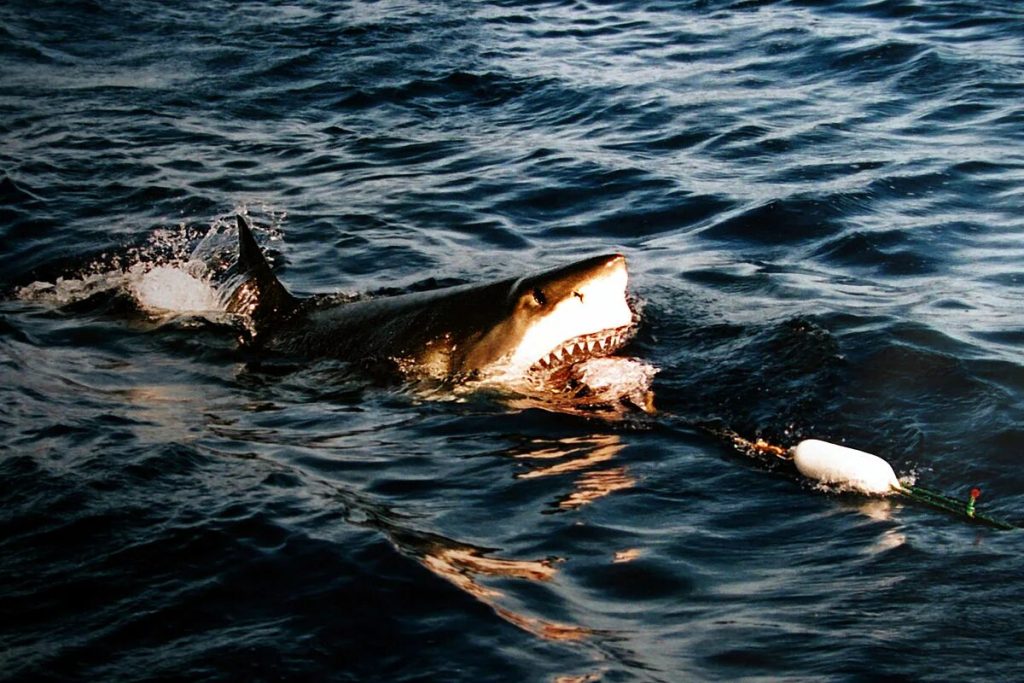 Zvyšky zvieraťa hodili do hlbín Tichého oceánu a divili sa, keď sa objavilo osem návštevníkov: „To odráža stratégiu prežitia.“