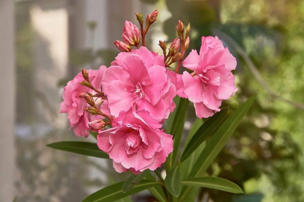 Aký je najlepší čas na prerezávať je oleander a ako?
