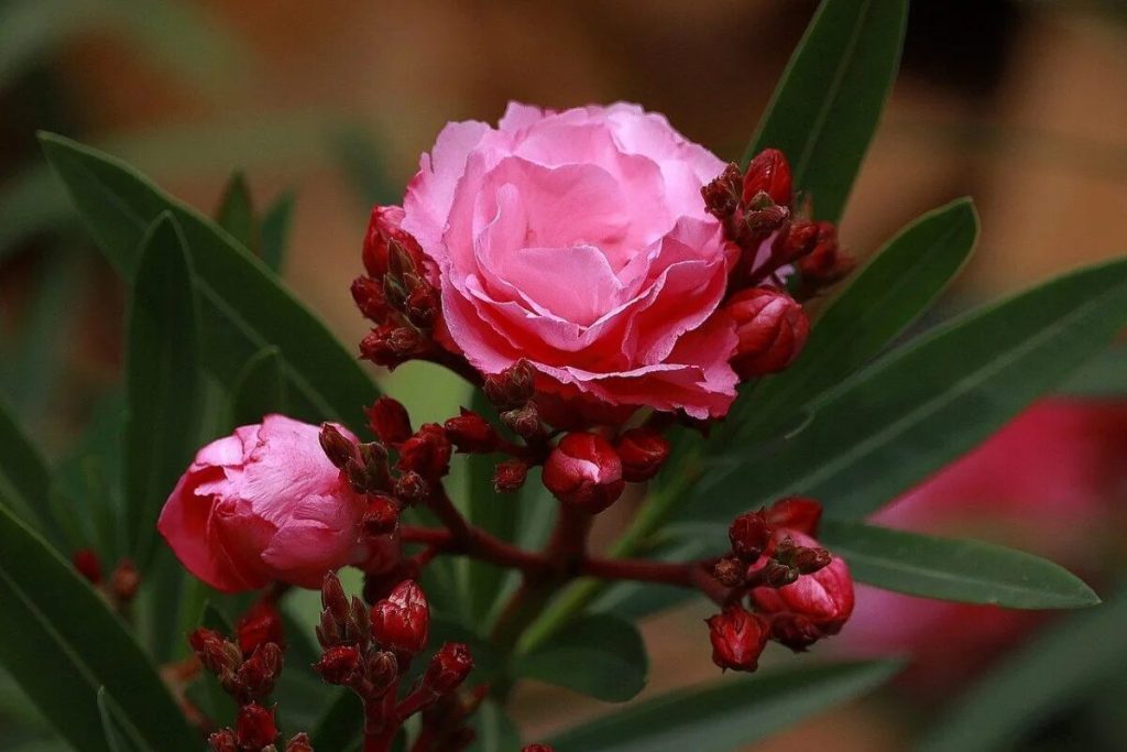 Aký je najlepší čas na prerezávať je oleander a ako?