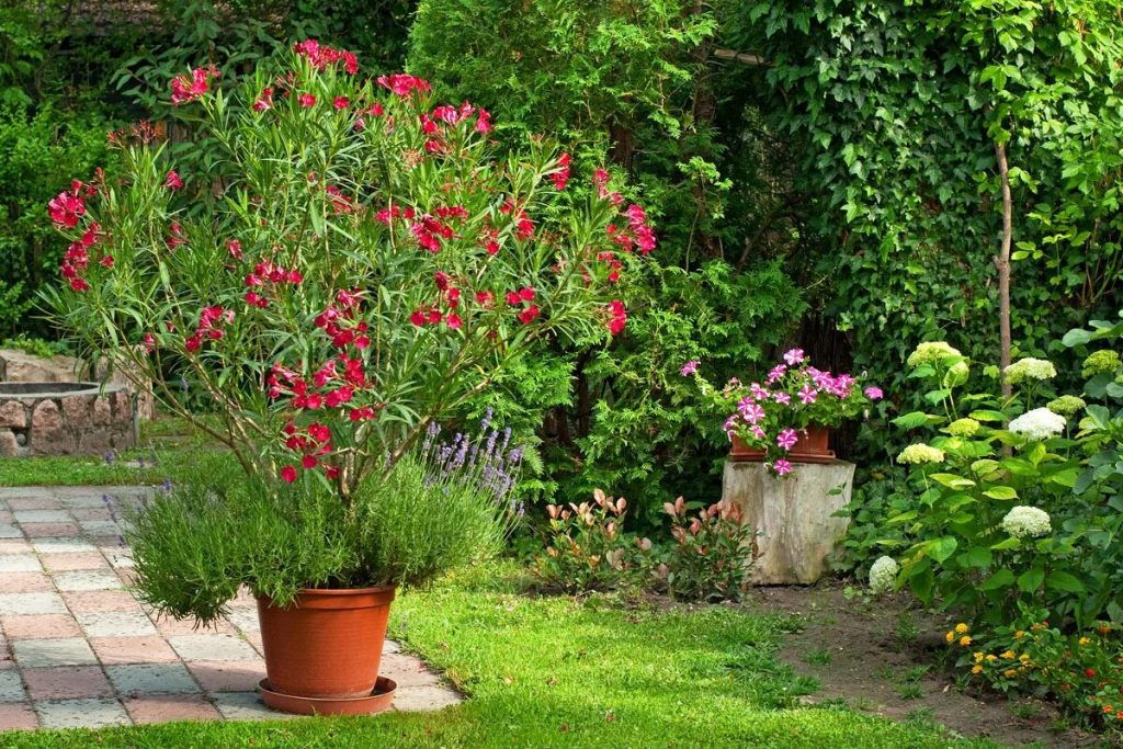 Aký je najlepší čas na prerezávať je oleander a ako?