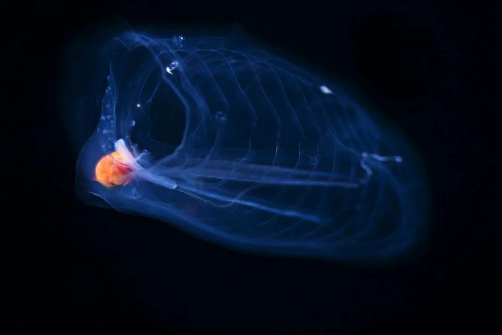 Ani medúzy, ani karavely: toto je morské zviera, ktoré môžete stretnúť na pláži a na ktoré sa neodporúča šliapať