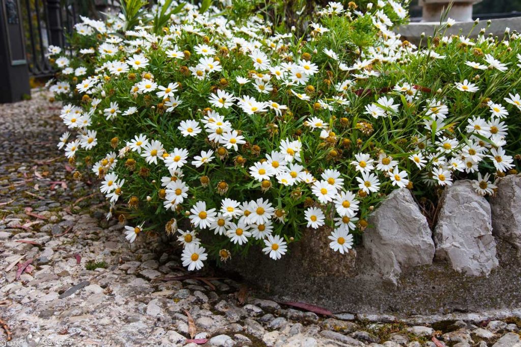 Premeňte vrecúška s bylinným čajom na kyticu kvetov