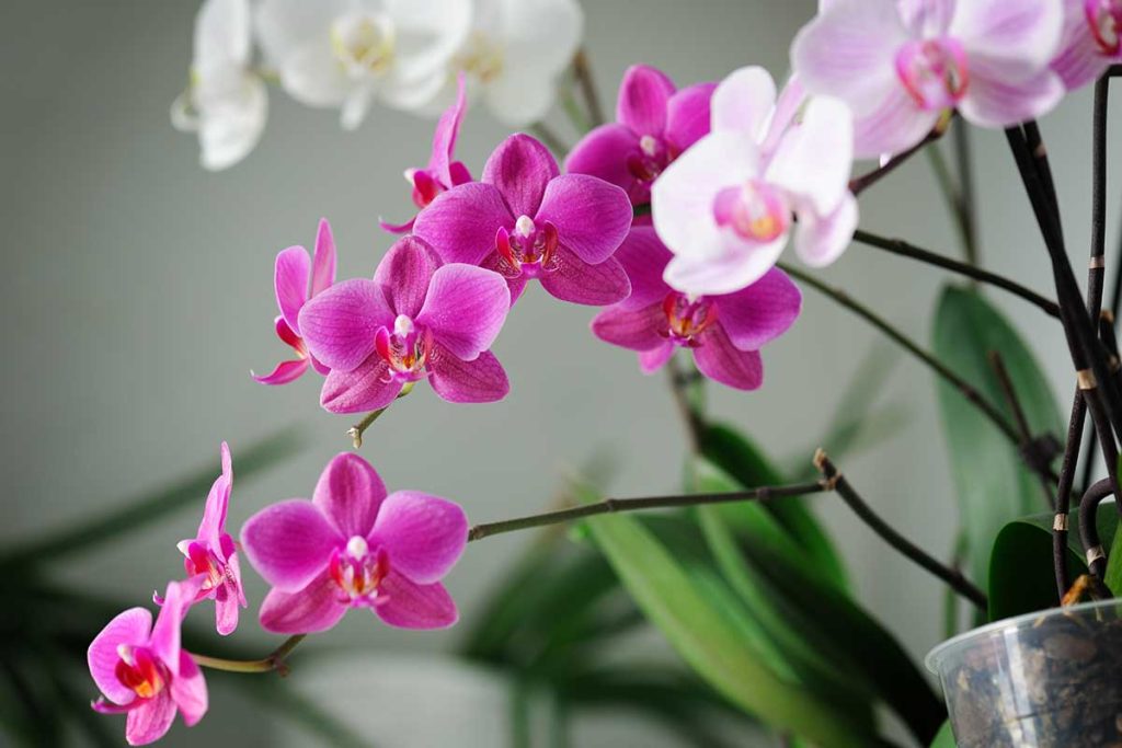 Záhrada: takto môžete vypestovať orchidey z listu pomocou kvapky piva.
