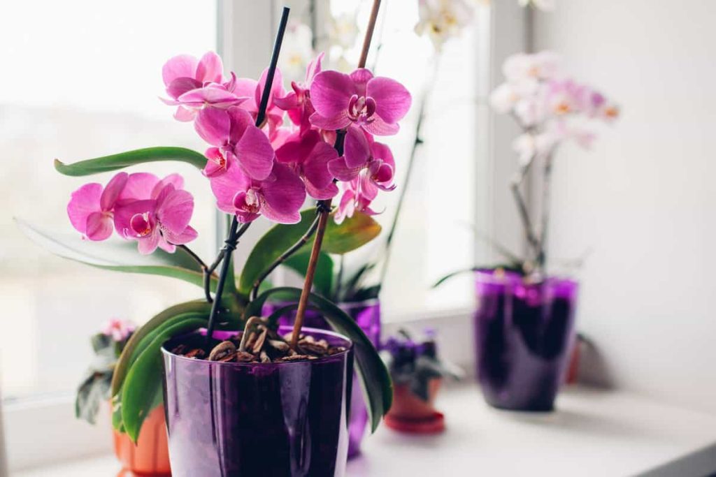 Korene mojej orchidey vyrastajú z kvetináča: môžem ich odrezať?