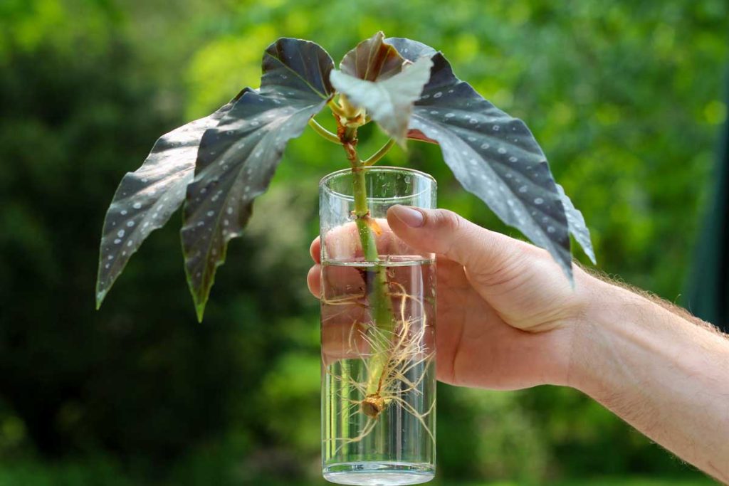 Tri vodné rastliny, ktoré nevyžadujú špeciálnu starostlivosť a sú ideálne na dekoráciu interiéru domu