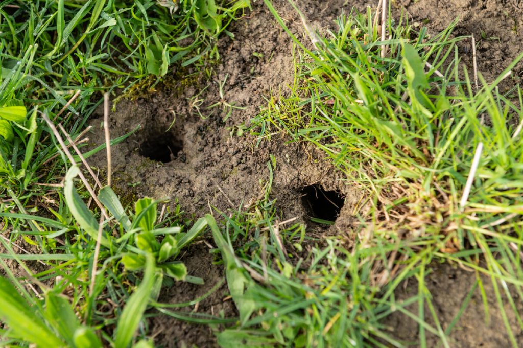 Odborníci varujú: toto znamenajú diery vo vašej záhrade a prečo by ste mali byť ostražití