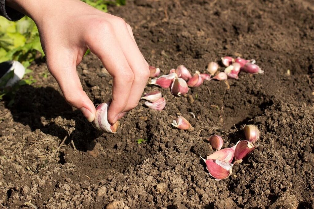 Kedy sadiť cesnak ozimý v roku 2025: ideálne termíny a rady agronóma