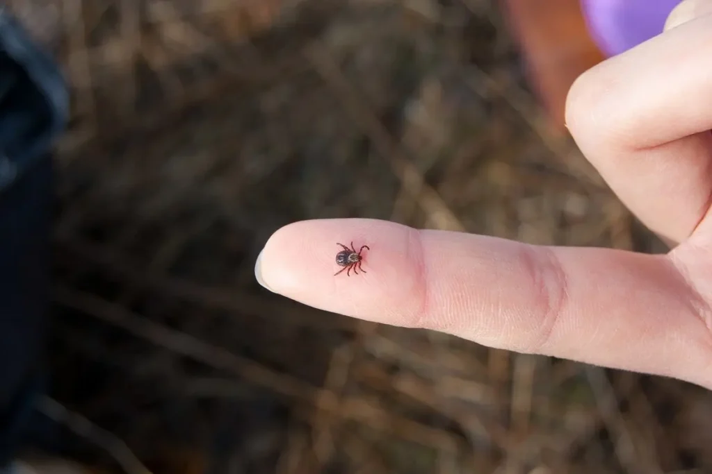 Vedec z Doniany rozpráva o svojom najlepšom spôsobe, ako zabrániť kliešťom vliezť do nohavíc