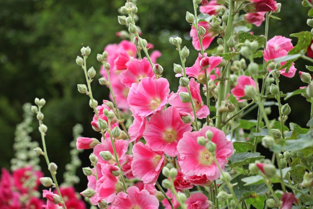 5 rastlín, ktoré môžete zasiať v auguste