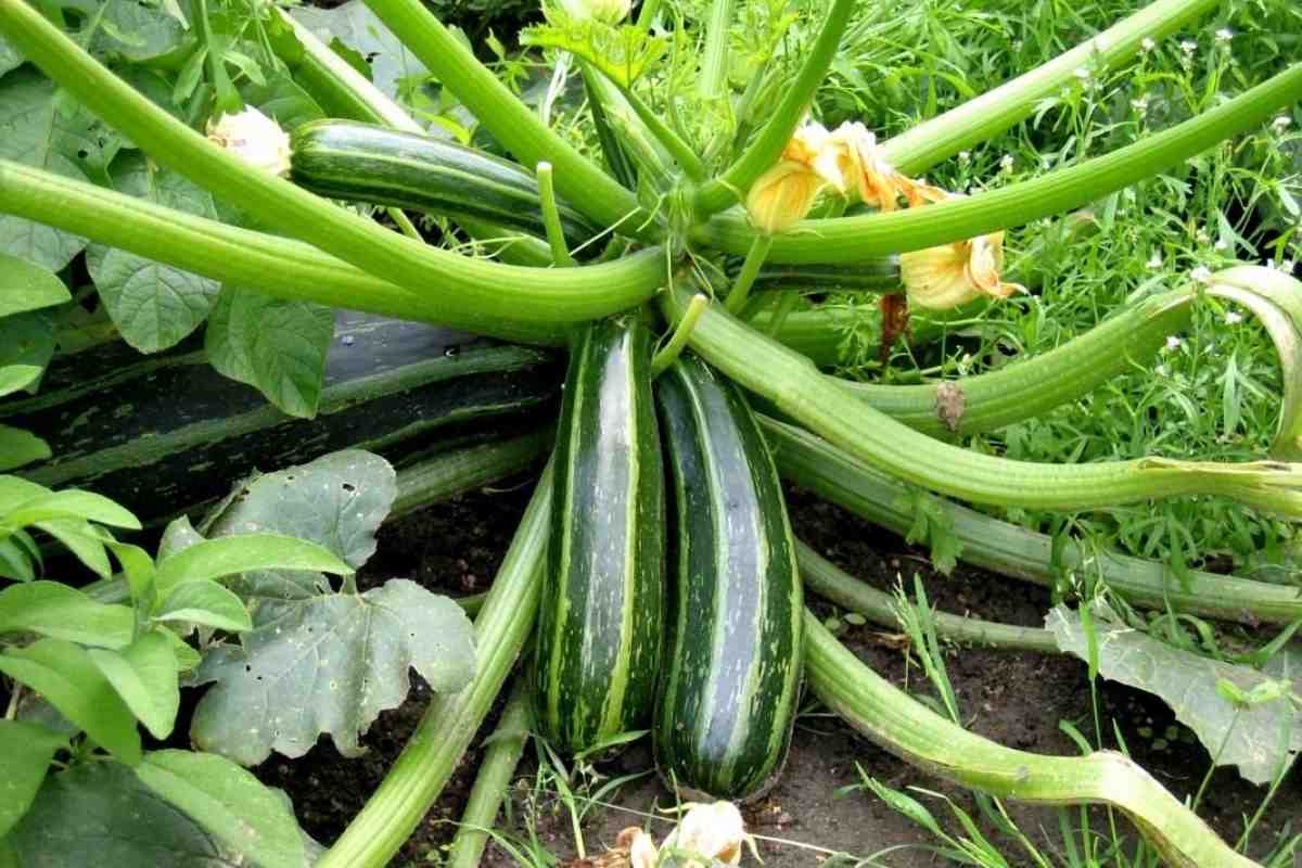 Zapečená cuketa po slovensky. Rodina si bude pýtať prídavok.