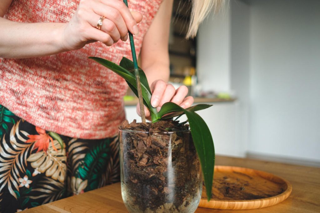 Jeden jednoduchý trik v lete, aby vaša orchidea opäť rozkvitla