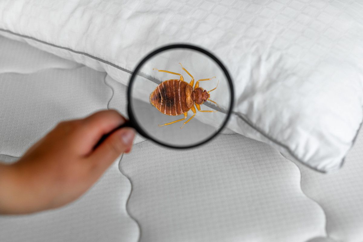 Nikdy viac nekupujte tieto rastliny: priťahujú do vášho domu hmyz.