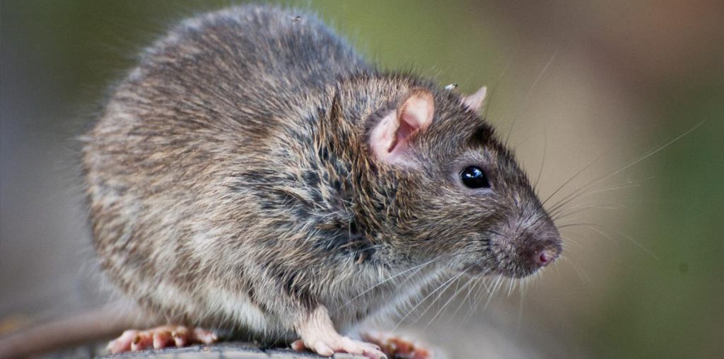 Stále si myslíte, že potkany prichádzajú kvôli špine? Tu je skutočný dôvod