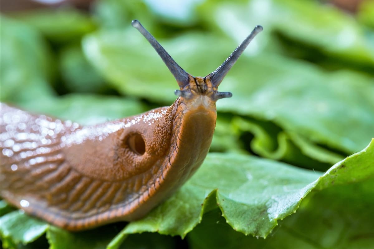 Namiesto toho, aby ste ho vyhodili, rozhoďte ho po záhrade. Slimáky zmiznú.