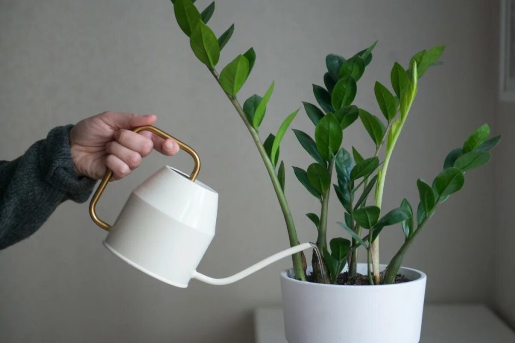 Kde umiestniť zamioculcas, aby kvitol, aktívne rástol a prinášal do domu blahobyt