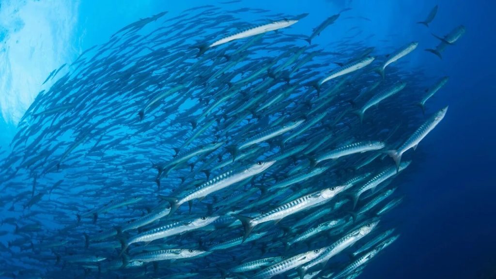 Po prvýkrát za 40 rokov: v roku 2025 sa hlboké a studené vody oceánu pri pobreží Panamy nedokázali dostať na povrch