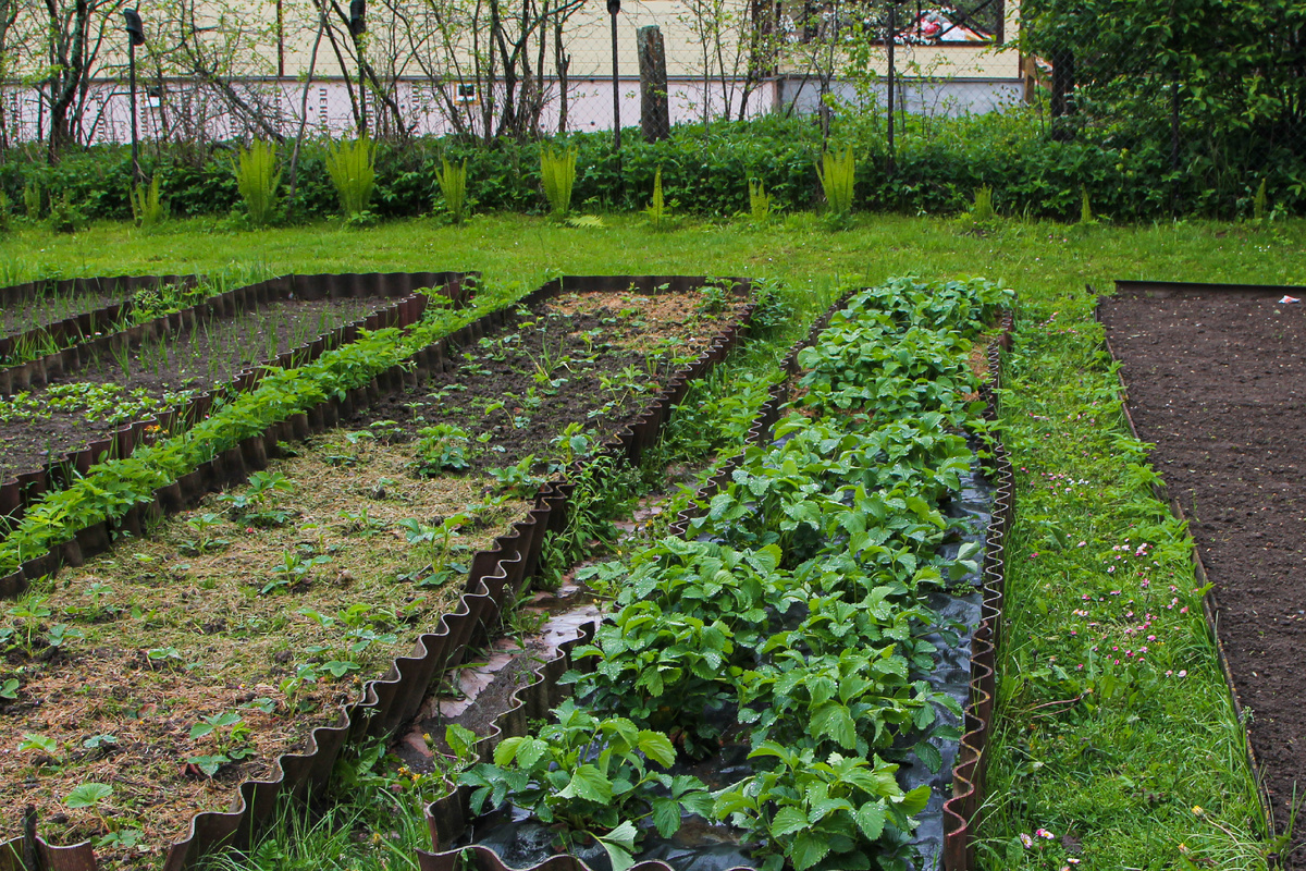 Namiesto toho, aby ste ho vyhodili, rozhoďte ho po záhrade. Slimáky zmiznú.