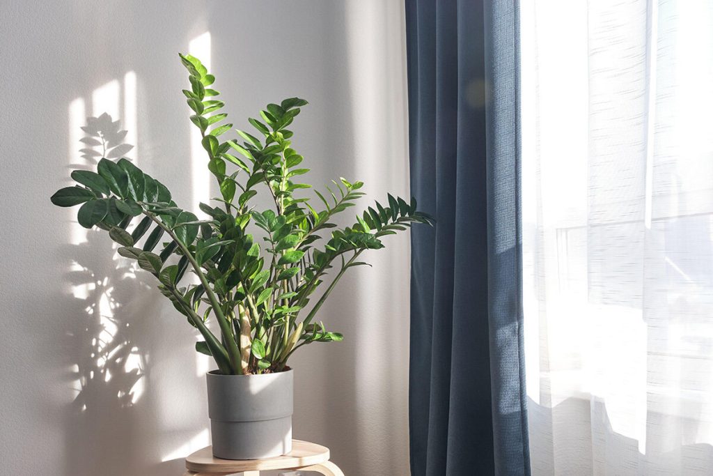 Kde umiestniť zamioculcas, aby kvitol, aktívne rástol a prinášal do domu blahobyt