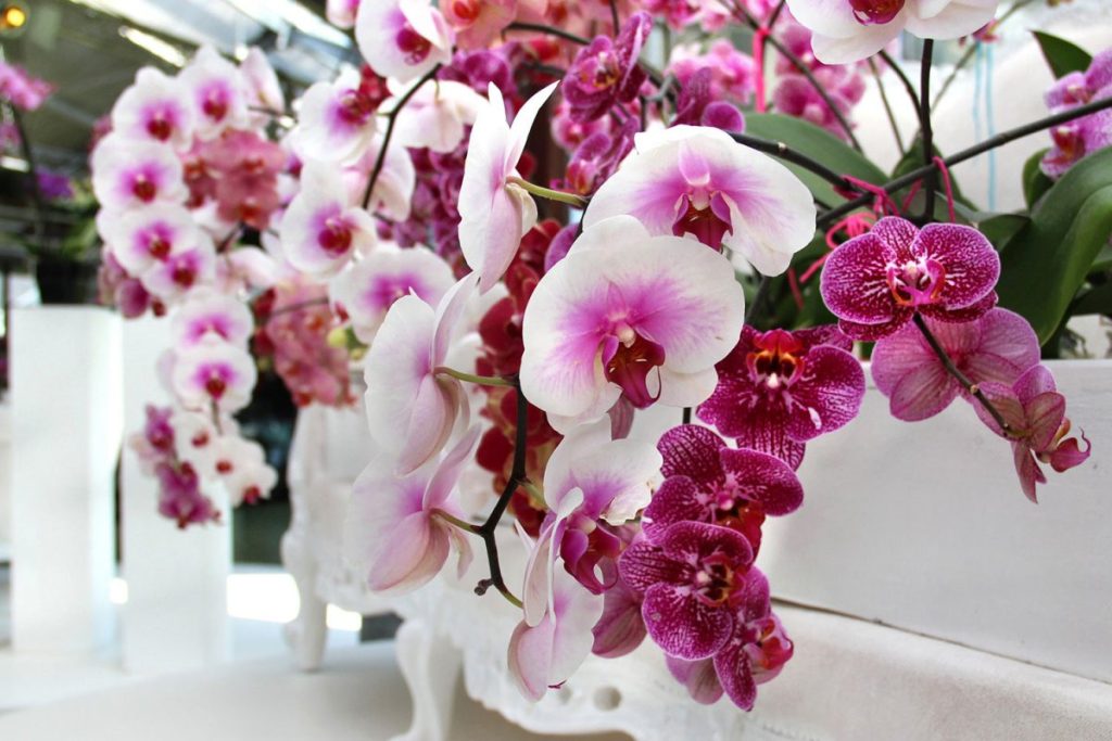 Orchidey zakvitnú druhýkrát, ak v septembri urobíte nasledovné