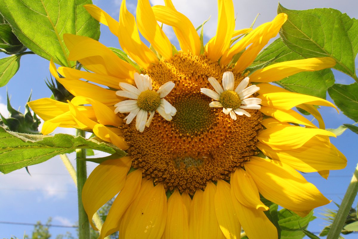 Nikdy viac nekupujte tieto rastliny: priťahujú do vášho domu hmyz.