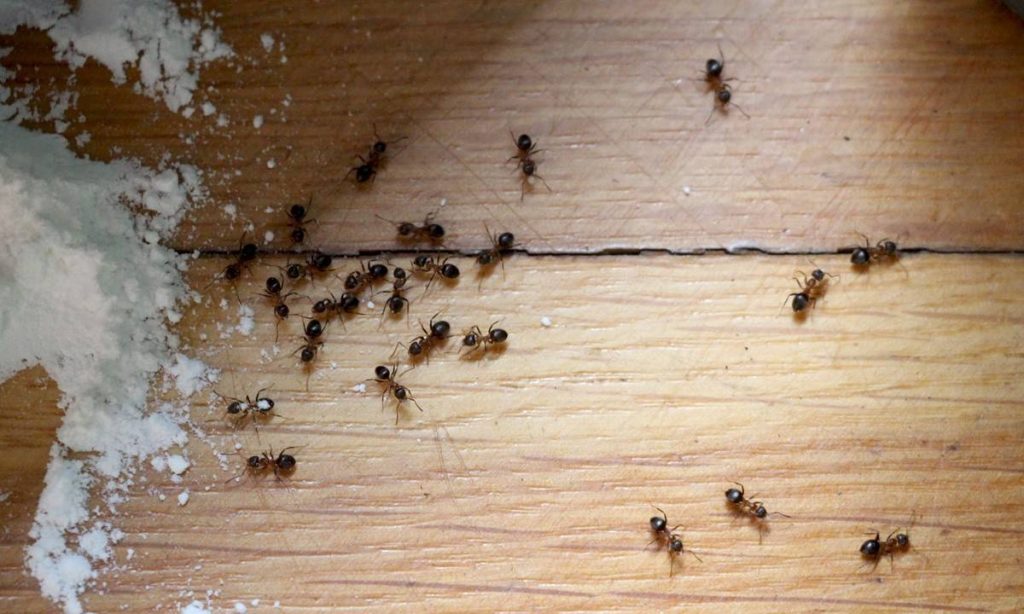 Zmiešanie sódy a cukru je odporúčaný šok, preto sa používa ako domáca zbraň