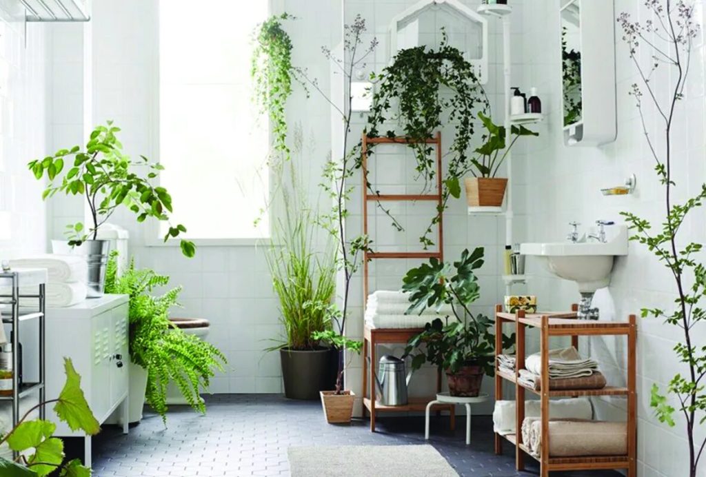 Tieto rastliny majú vzácnu vlastnosť: dokážu prežiť vo vašej kúpeľni