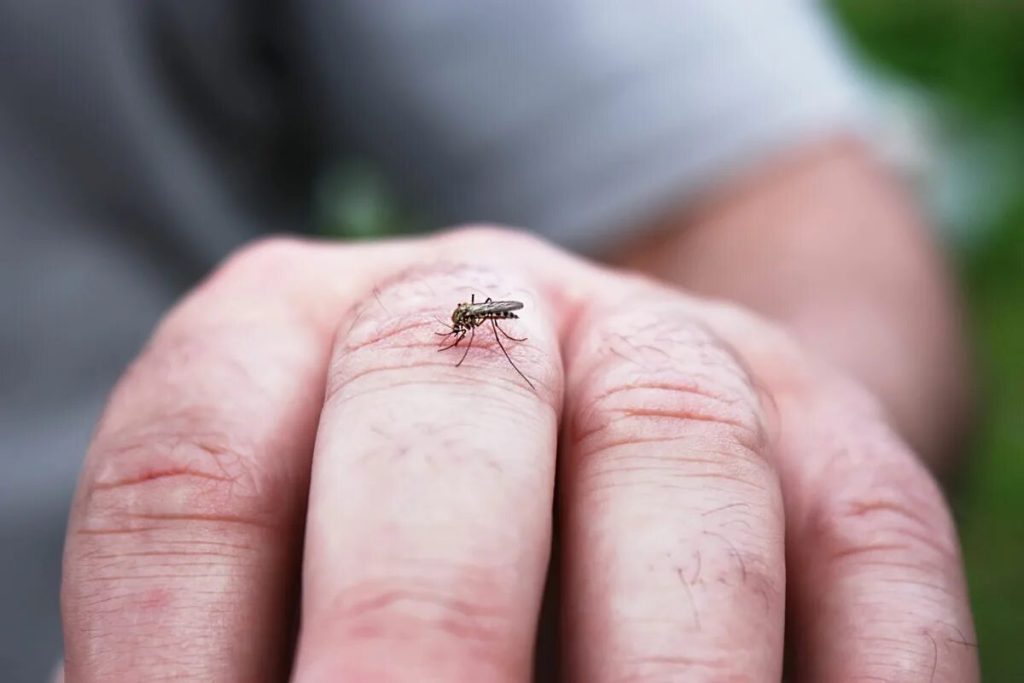 Repelenty sú fajn, ale lovci majú účinnejší spôsob, ako odplašiť komáre v teréne