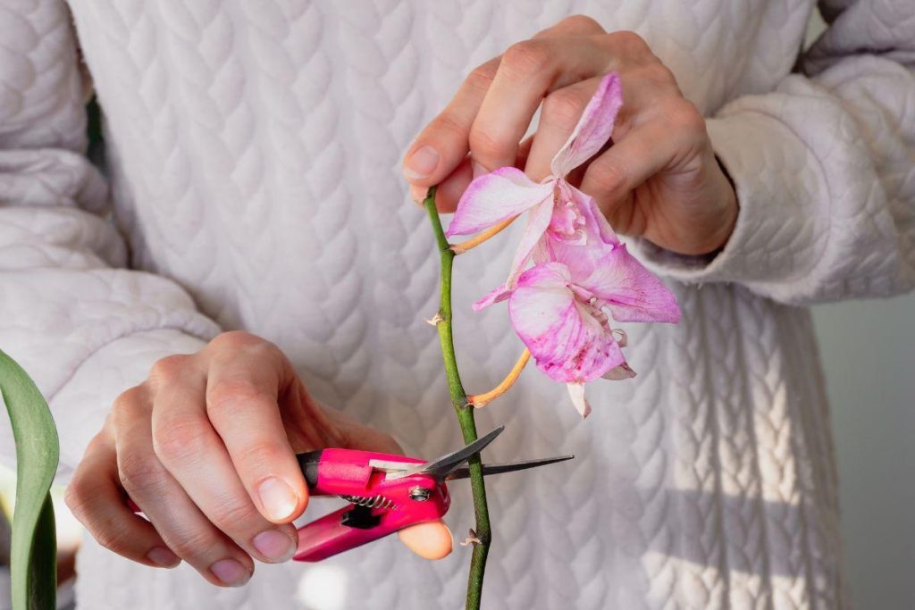 Orchidey zakvitnú druhýkrát, ak v septembri urobíte nasledovné