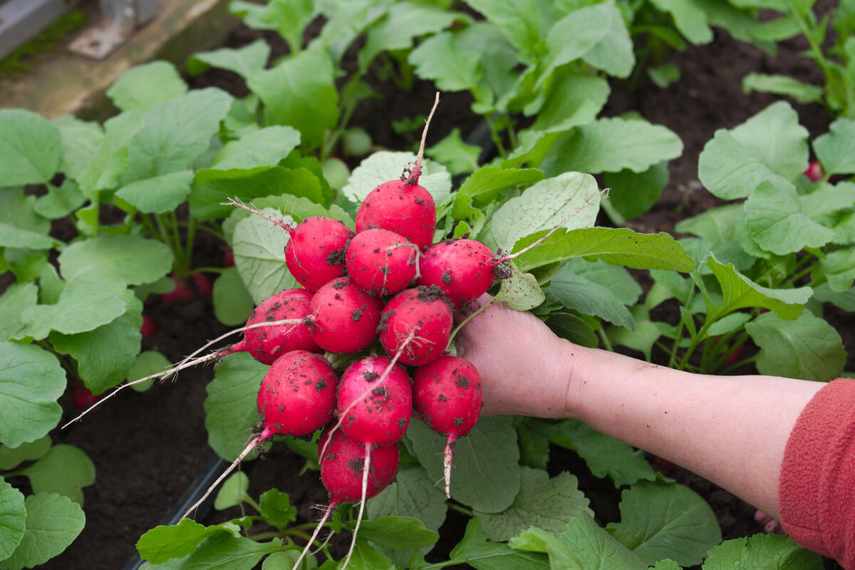 Záhrada: tu sú semená, ktoré musíte určite zasiať do konca augusta, aby ste si na jeseň mohli vychutnať chutnú zeleninu.